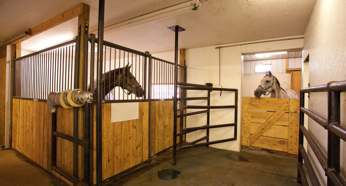 horses in stable