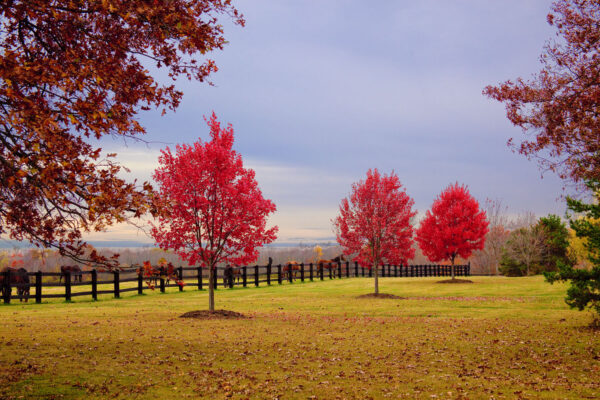 horses by fence with autumnal trees
