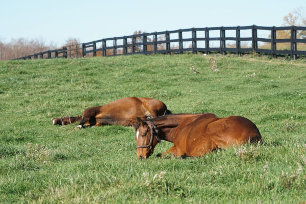 Horses laying down in the grass napping.