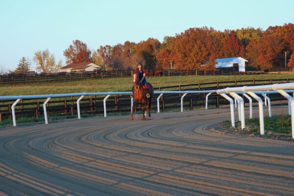 horse and rider on track