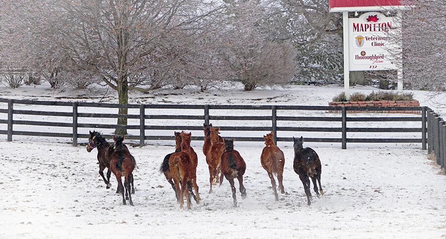 horses running in snowy field