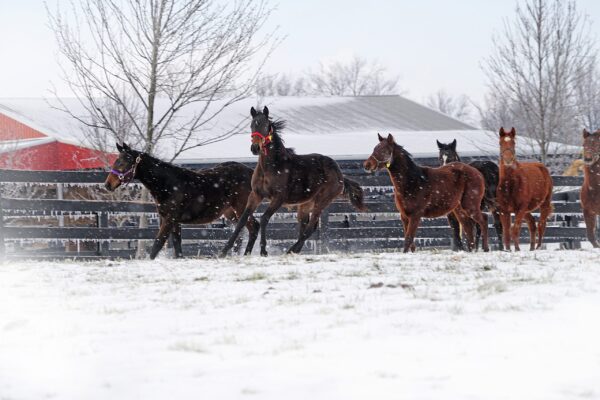 horses running in the snow