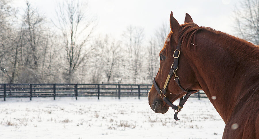 horse looking across snowy field