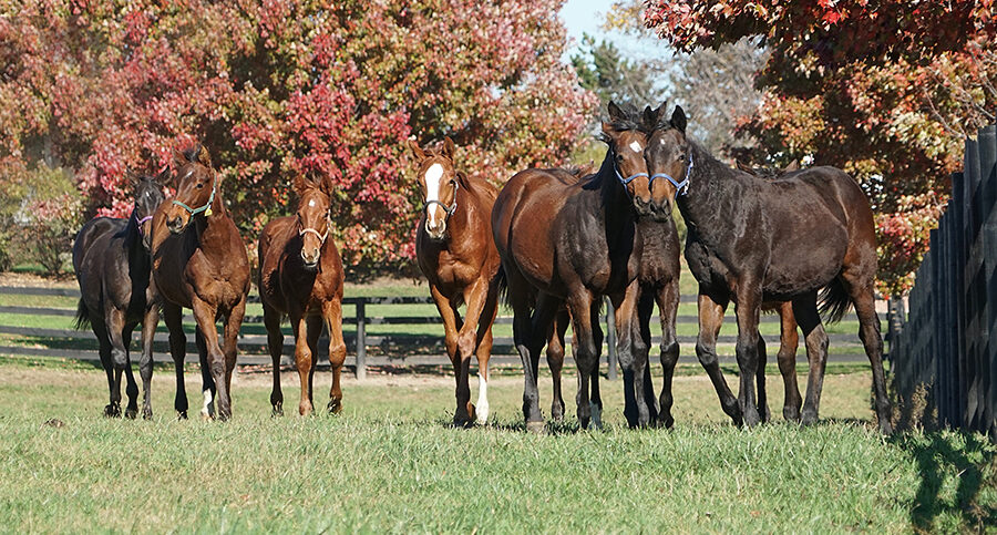 group of horses in front of trees