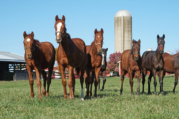 group of horses in front of stables