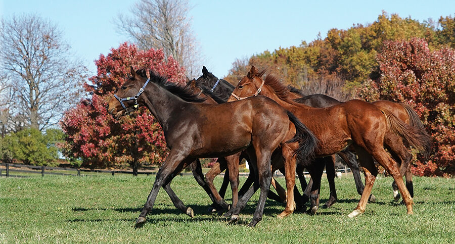 group of horses in field