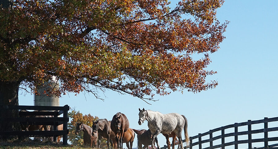 horses under a tree
