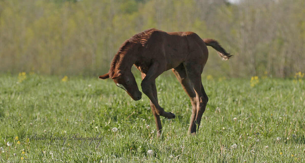 young bucking horse in field