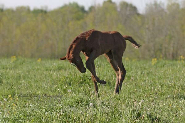 young bucking horse in field
