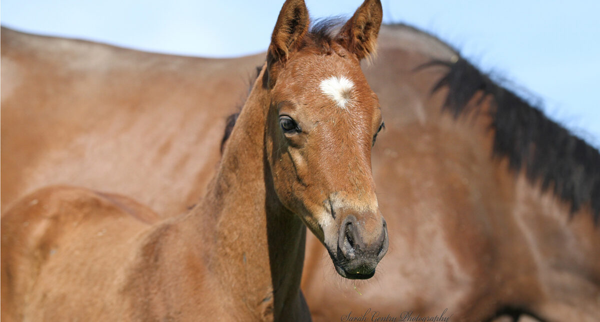 closeup of young horse