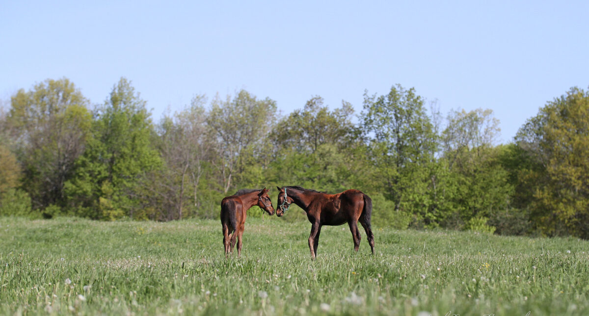 two horses in field
